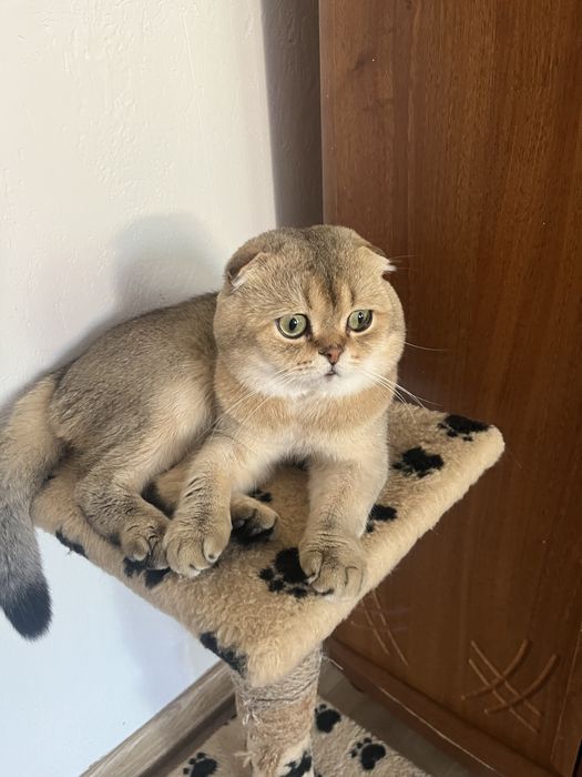 Вязка  котів) золота шиншила