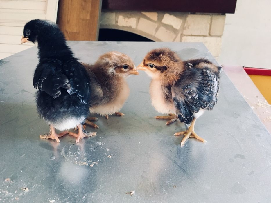 Pintos Araucana / Leghorn Isabella / Preta e Pedrês Portuguesa