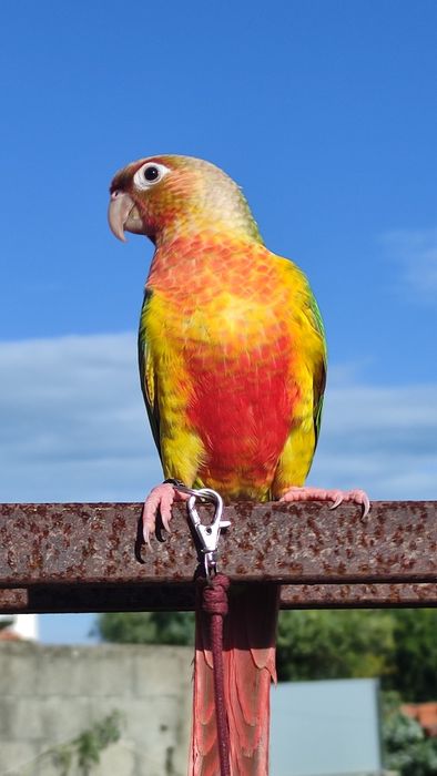 Piurra criada a mão domésticada