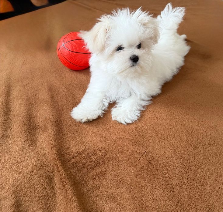 Мальтійська болонка дівчинка цуценя  КСУ мальтезе