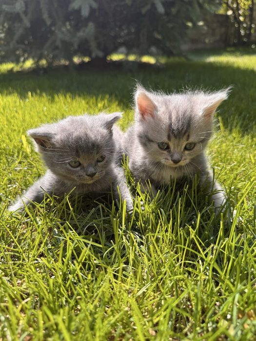 Продам шотландських прямовухих кошенят