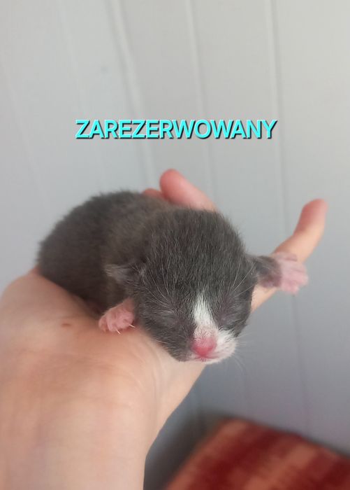 Oddam w dobre ręce kotki