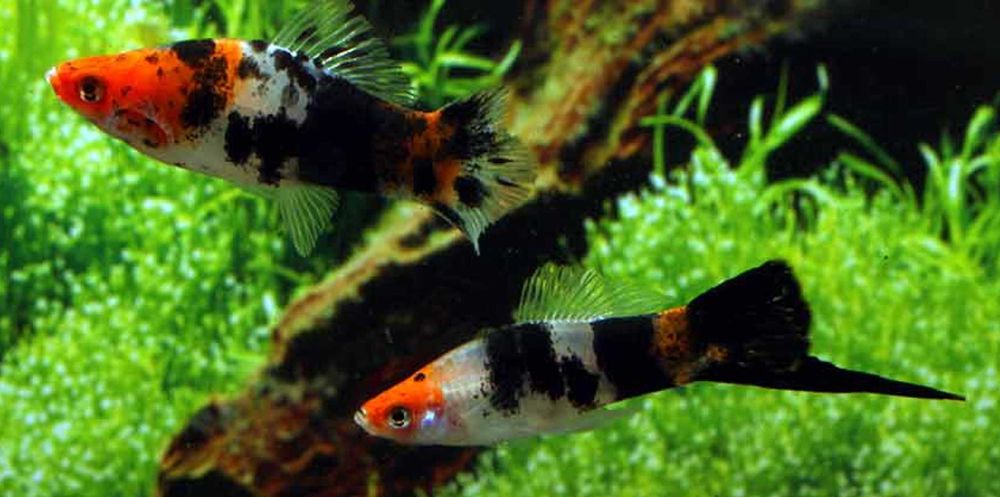 Mieczyk Hellera odmiana KOI - TRICOLOR - Xiphophorus helleri KOHAKU