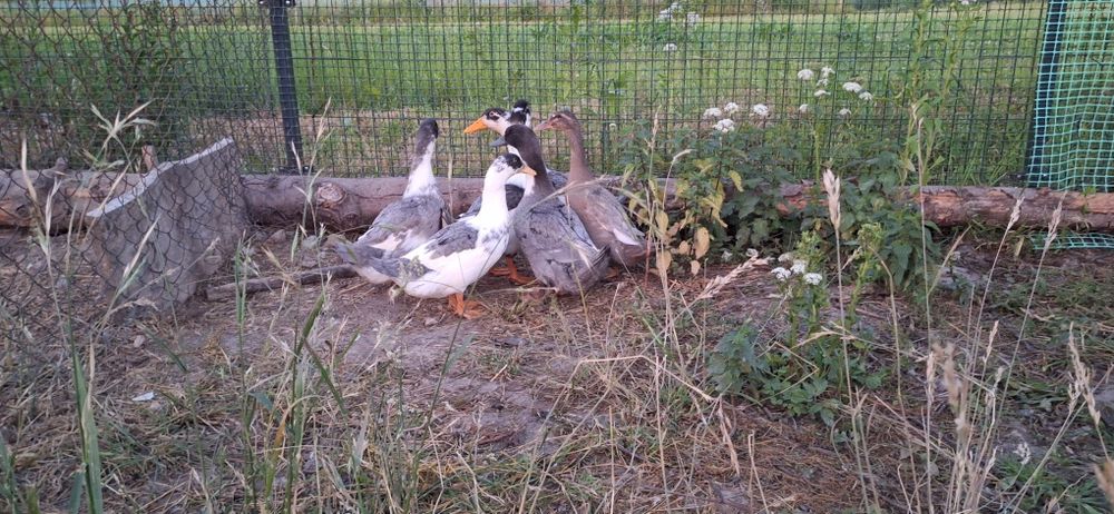 Kaczki Pekin Maximus Niebieskie