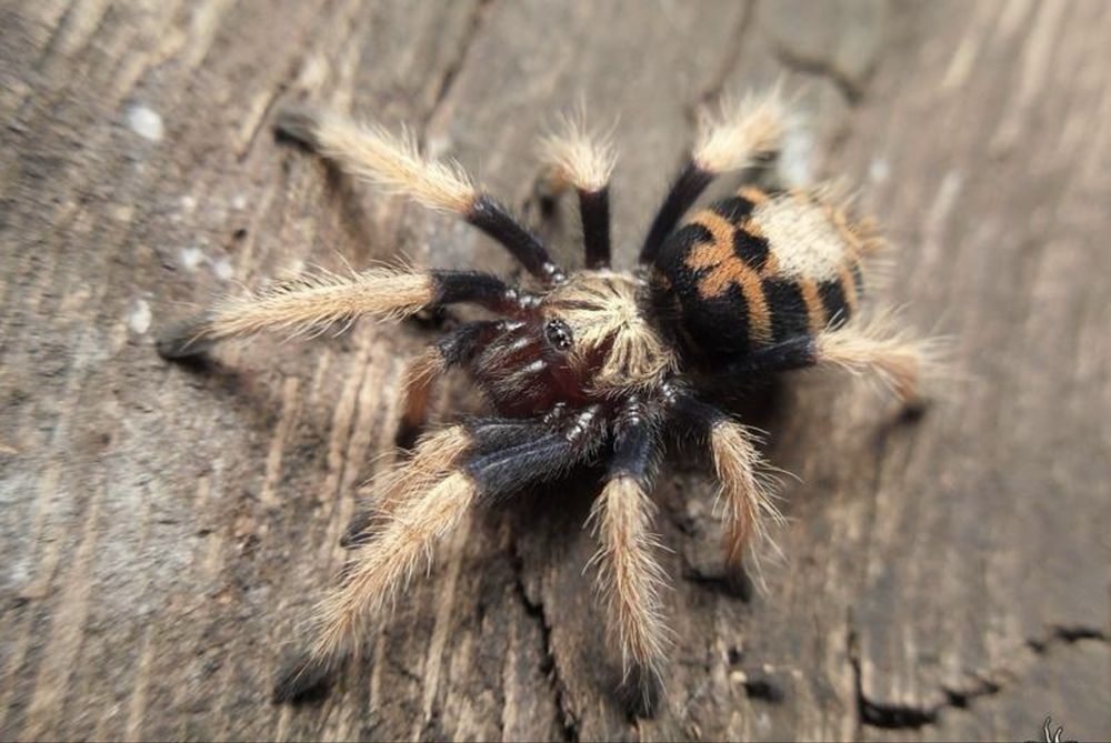 Ptasznik Chromatopelma cyaneopubescens L1