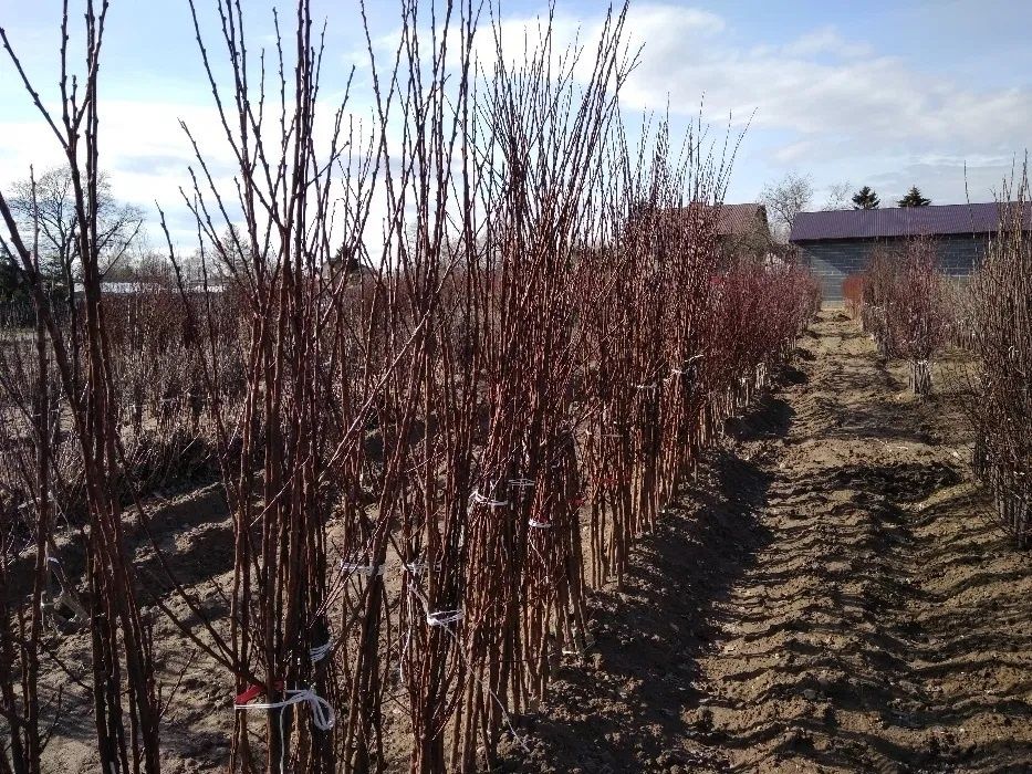 Drzewka owocowe Szkółka drzew i krzewów owocowych Producent Hurt Detal