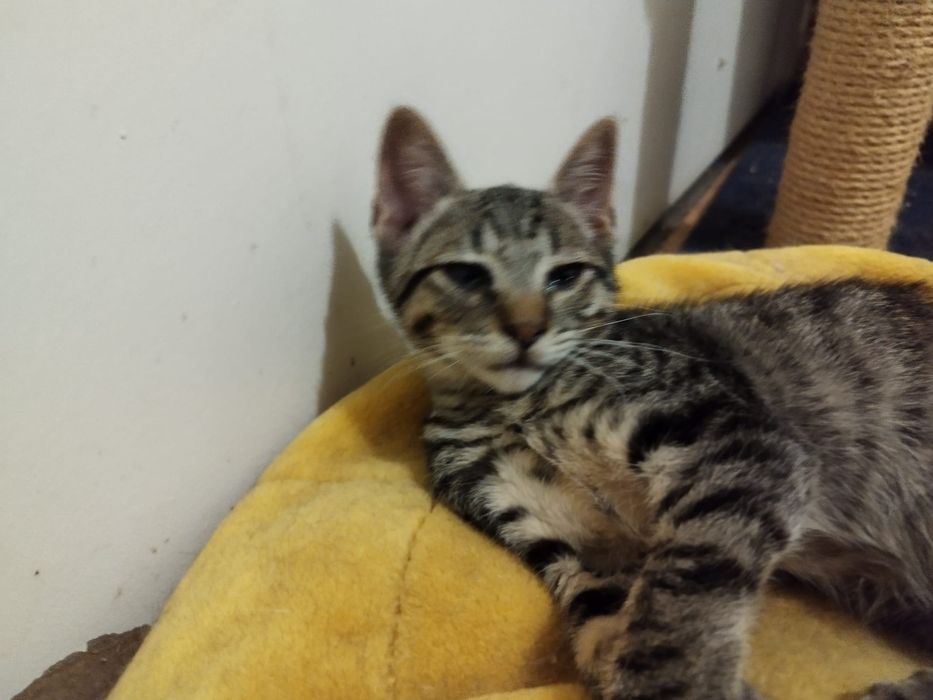 Gatinho para adoção