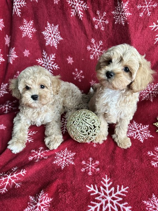 Красиві дітки мальтіпу мальтипу