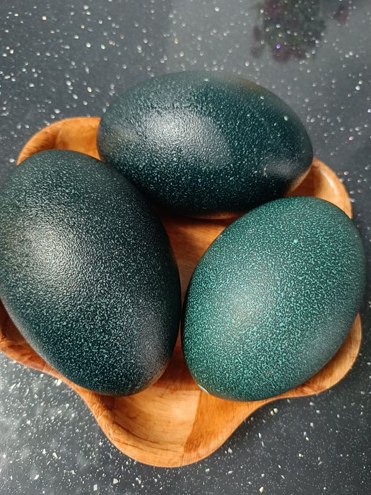 Sprzedam wydmuszki z jaj Emu