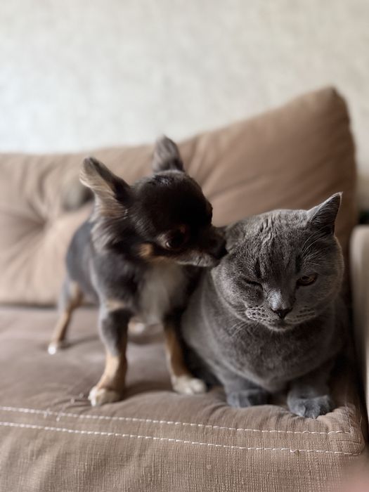 Перетримка котиків та собак, зооняня