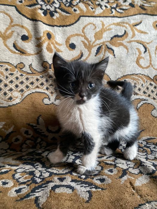Віддам безкоштовно котят