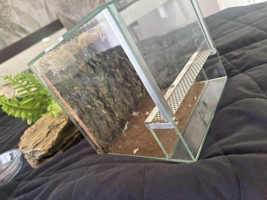 Terrarium dla pajaka