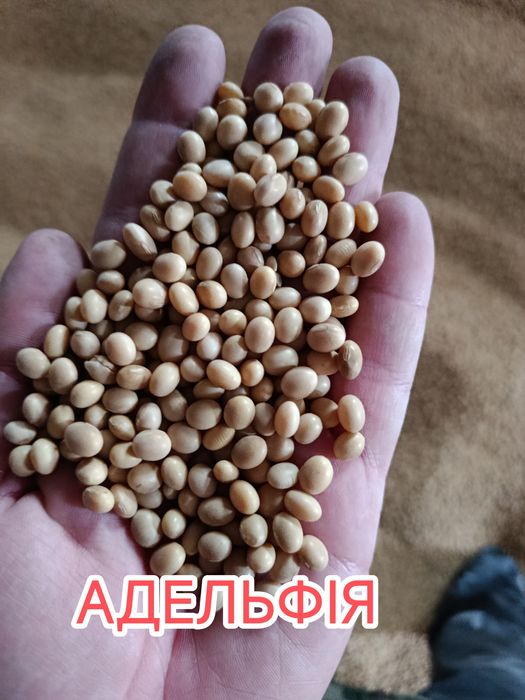 Соя не ГМО (традиційна, класична)Сальса, Страйв, Алісія, Адельфія, Сірелія