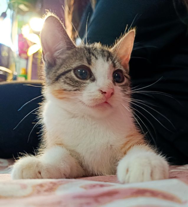 Kotka Figa  szuka chaty ! Do adopcji