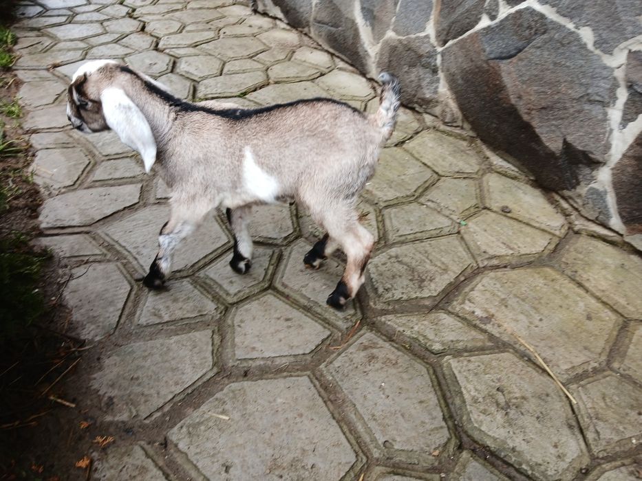 Продаеться нубійська козочка.