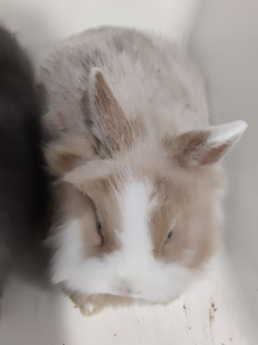 Króliczki Minilop miniaturki baranek  sklep zoologiczny Julianowska 7b