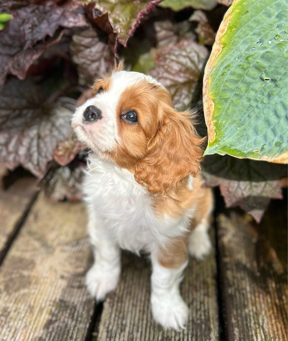 Cavalier King Charles Spaniel Szczeniak