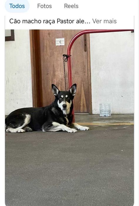 Doação de animal