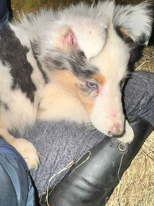 Owczarek szkocki collie