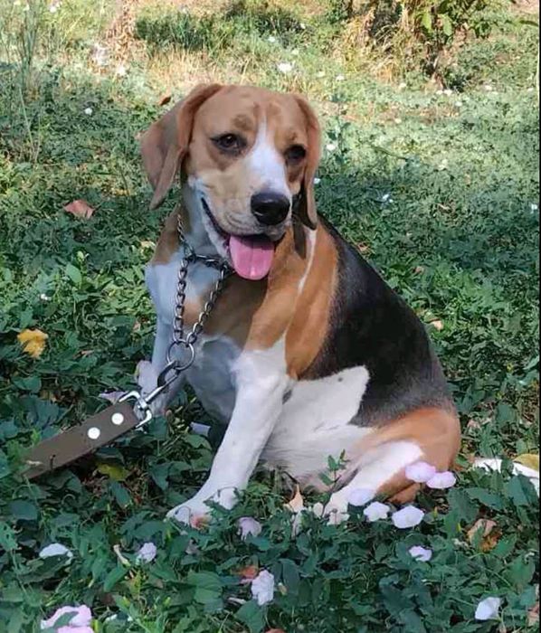 Пропала собака Шевчик