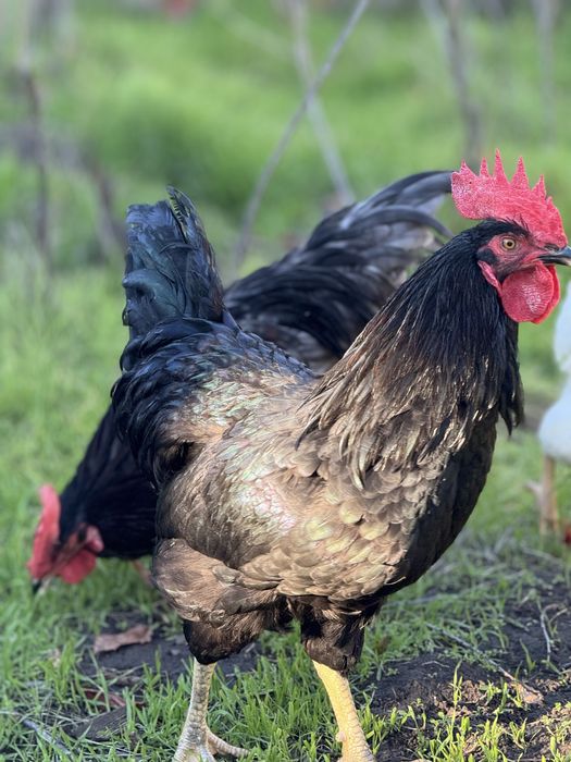 Куры несушки, доминант, ломан браун