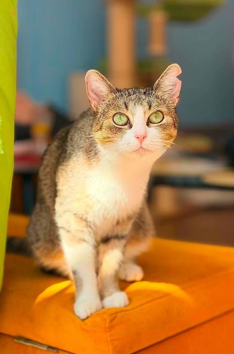 Muffinka, młoda kotka do adopcji