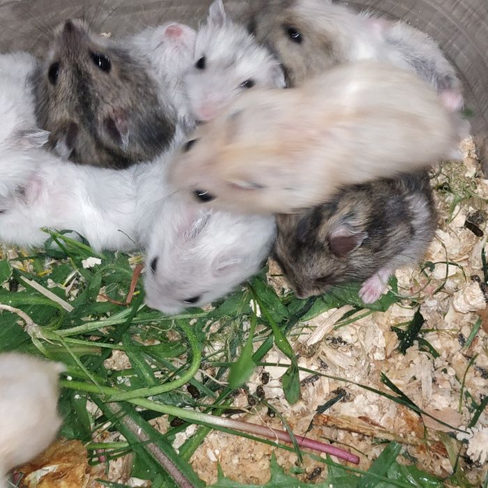 Хомяк серый белый рыжий хомячок домашний ручной в Харькове купить джун