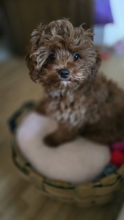 Cavapoo F1b samiec