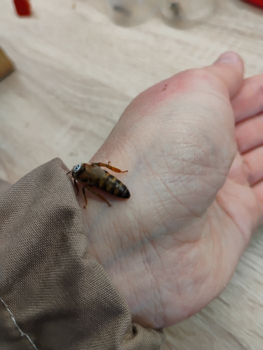 Matki pszczele Krainki UN