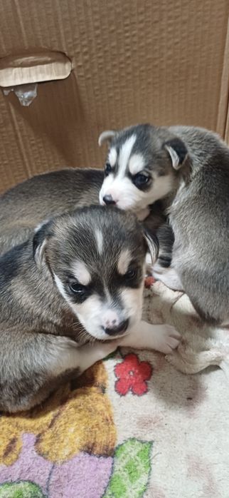 Цуценята   хаскі