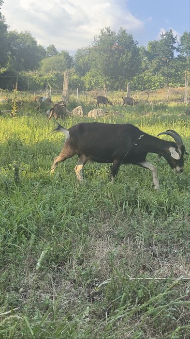 Vendo algumas cabras