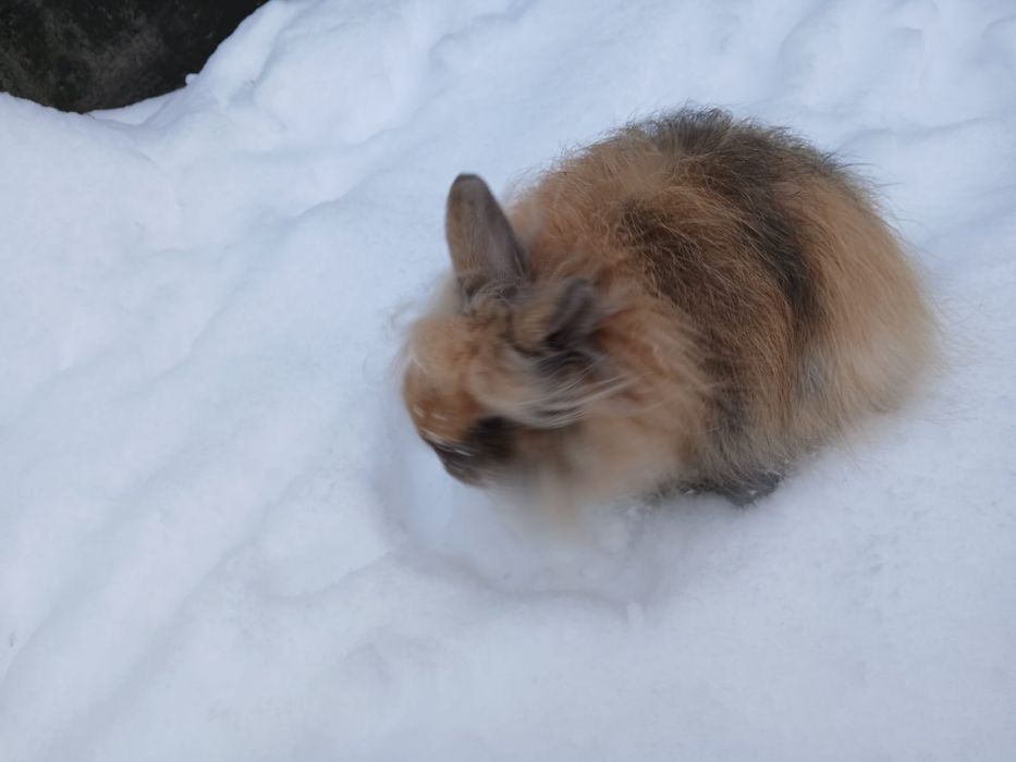 Кролик декоративный пушистый маленький мини