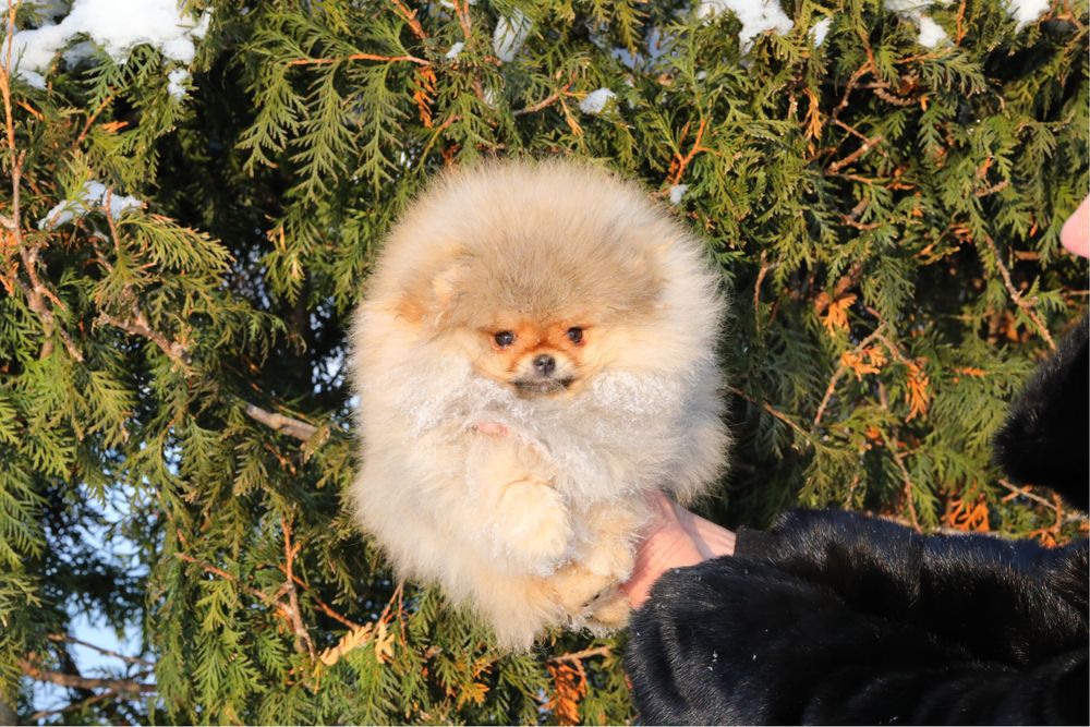 Мини помераночка девочка