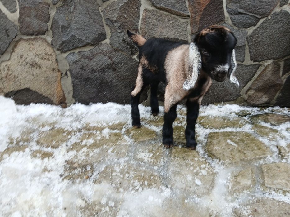 Продається цапик англо-нубійський