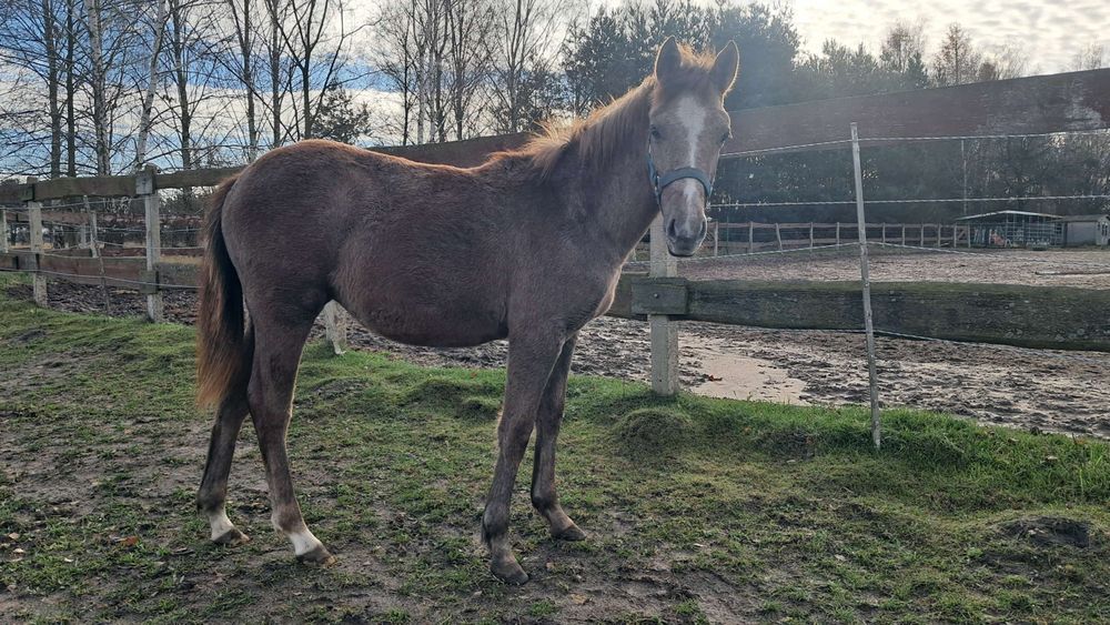 PILNE !!! Klacz kuc odsadek grzeczna towarzyska