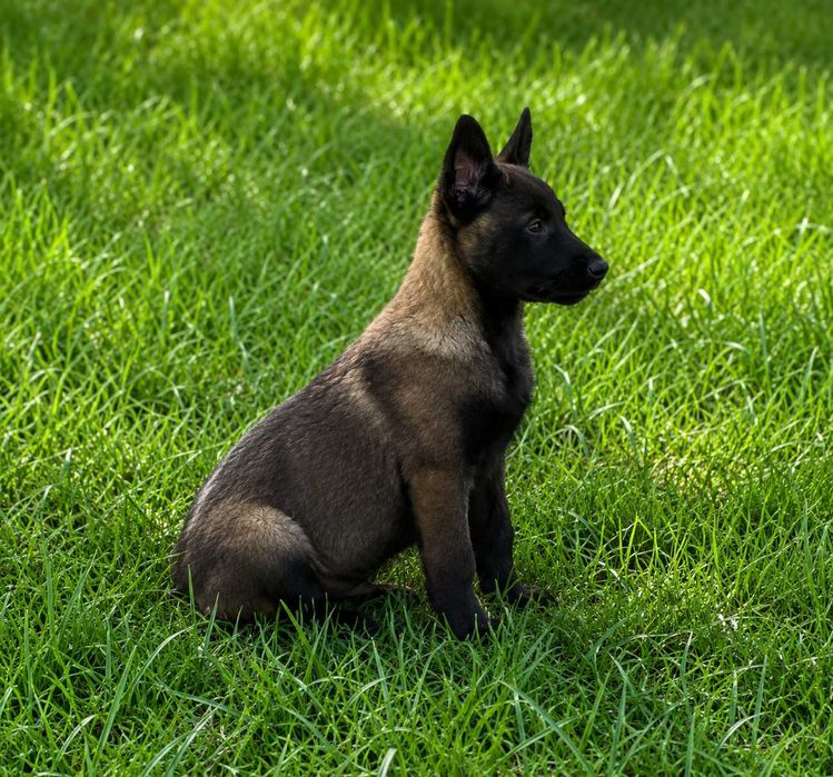 Owczarek belgijski malinois z rodowodem
