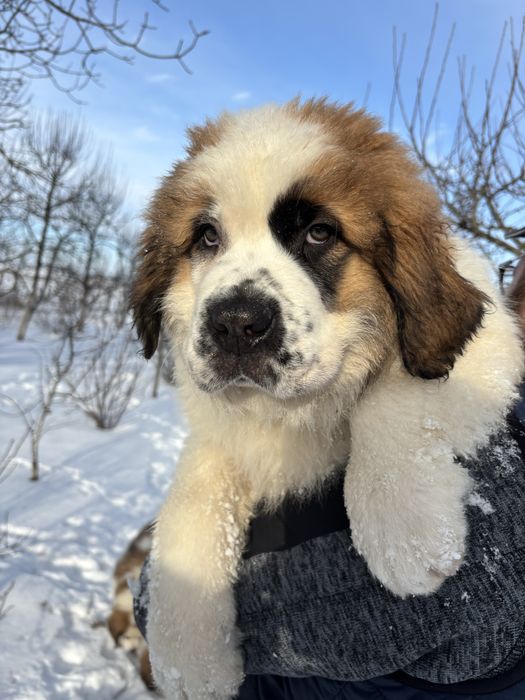 Цуценята себернара