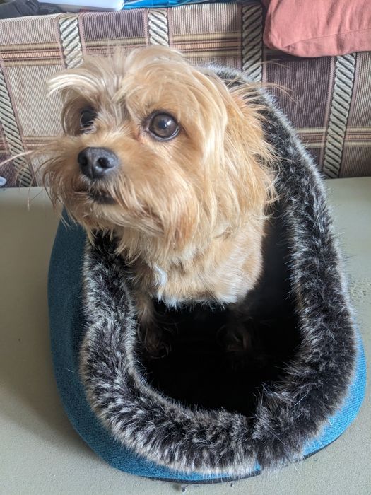 Будинок для маленької собаки