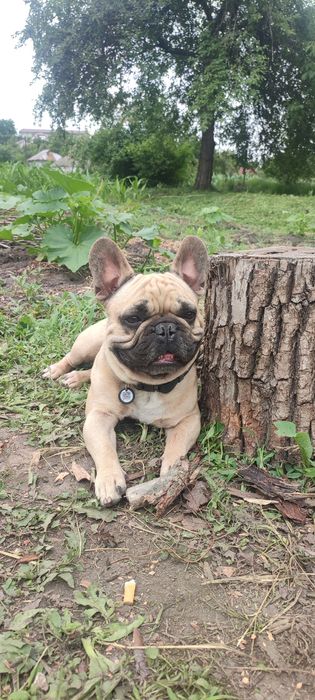 Вязка Французький бульдог