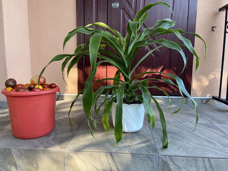 великий вазон дерево рослина