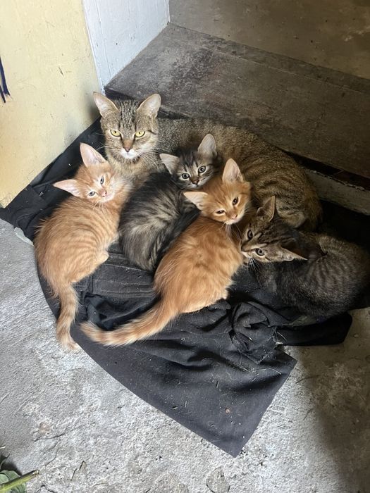 Віддам котят в хороші руки!