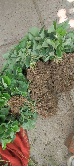 Саджанці полуниці, саженцы клубники  копанка та вуса клодія та румба, альба