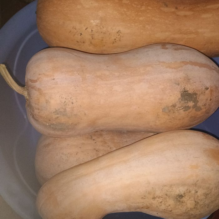 Тыква, гарбуз, гитара кашевая