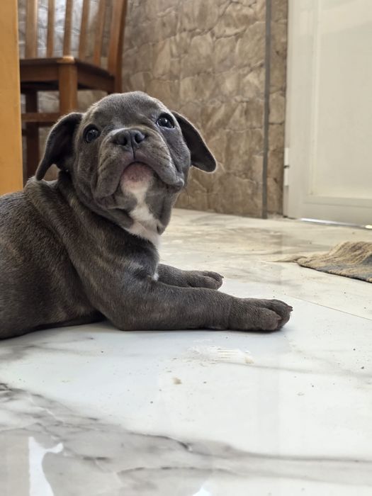 Buldogue francês femea azul