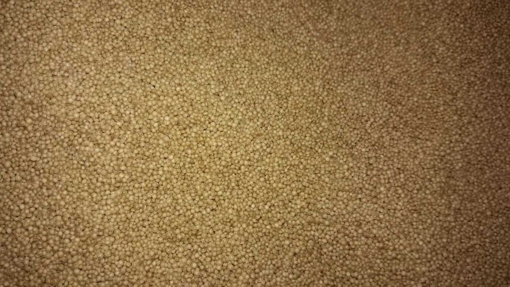 Амарант зерна ВГ, врожай 2025р.країна виробник Болгарія