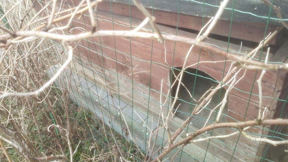 Buda dla psa ODDAM ZA DARMO