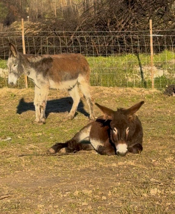 Burros 4/5 anos engatados e mansos