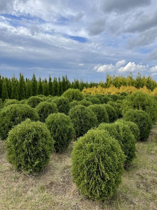 Duże Tuje Brabant 270cm ‼️PRODUCENT‼️ Wysokie Tuje Brabant do 4,5m‼️