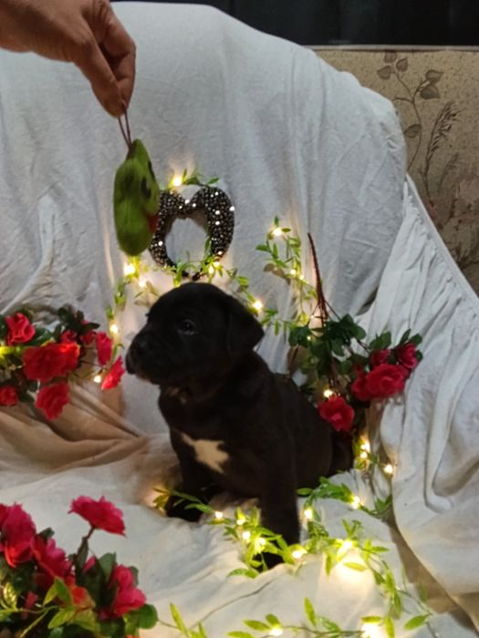 Продам  цуценя Кане-Корсо