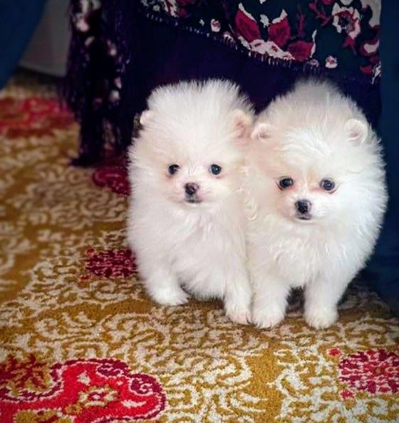 Продам цуценят породи шпіц